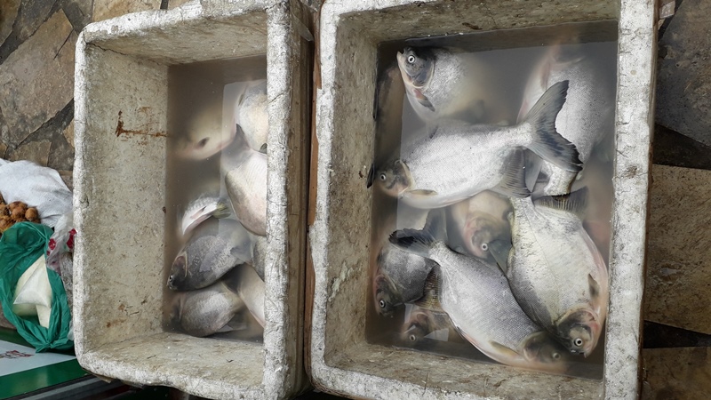 produção de peixes em tanques.jpg